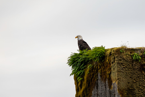 Haida Gwaii Pictures | Download Free Images on Unsplash