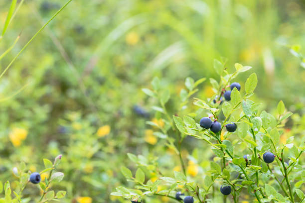 berries and leaves of wild blueberries in the forest and on the plane a lot of ripe delicious juicy blueberries and foliage and leaves of different colors in the forest blueberry autumn bush northblue blueberry stock pictures, royalty-free photos & images