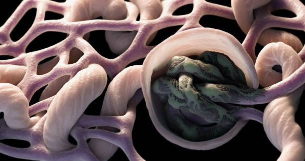anatomia microscopica renale 3d - glomerulus foto e immagini stock