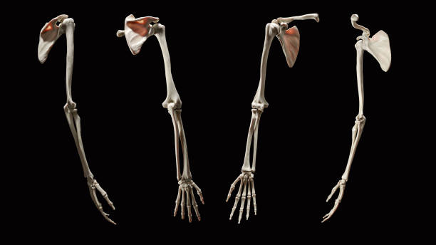 3d anatomia szkieletu ludzkiego ramienia - arm bone zdjęcia i obrazy z banku zdjęć