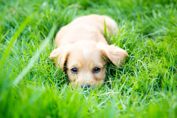 Lazy, cute puppy, lying on the grass