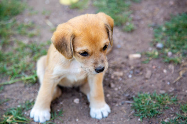 istock Lazy, cute puppy, sitting on the grass 1359879805