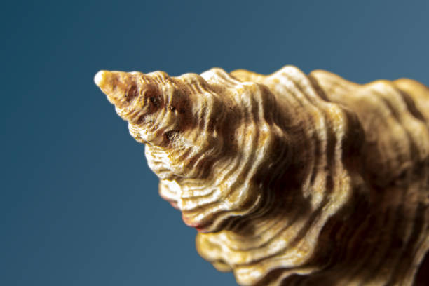 Extreme close-up of sea shell