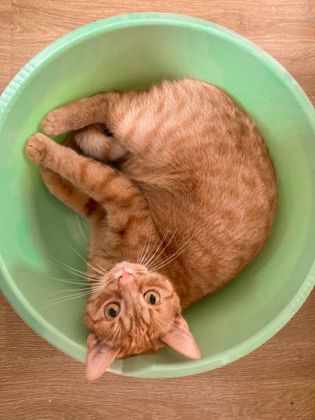 istock Funny ginger cat with keen eyesight in a green bowl 1359882068