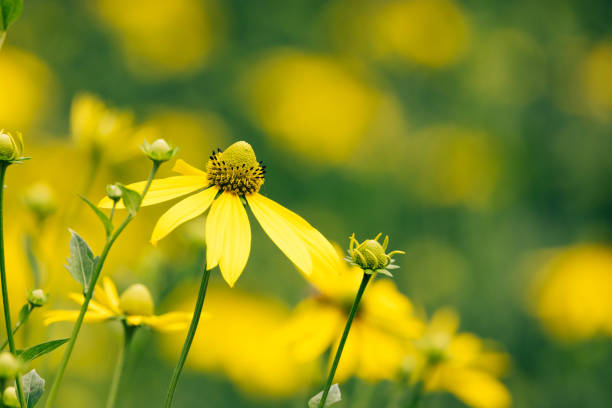 istock golden glows takne outdoors in summer 1359882965