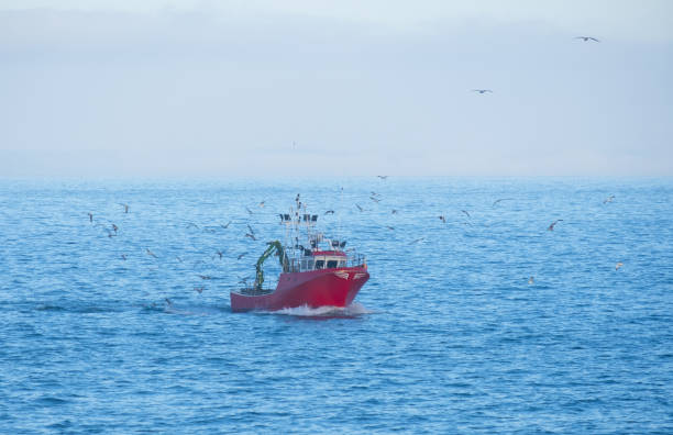 istock Fishing boat surrounded by seagulls in the sea, Euskadi 1359885077