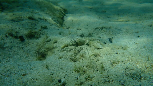 istock Sea snail Common cerith or European cerith (Cerithium vulgatum) undersea 1359885232
