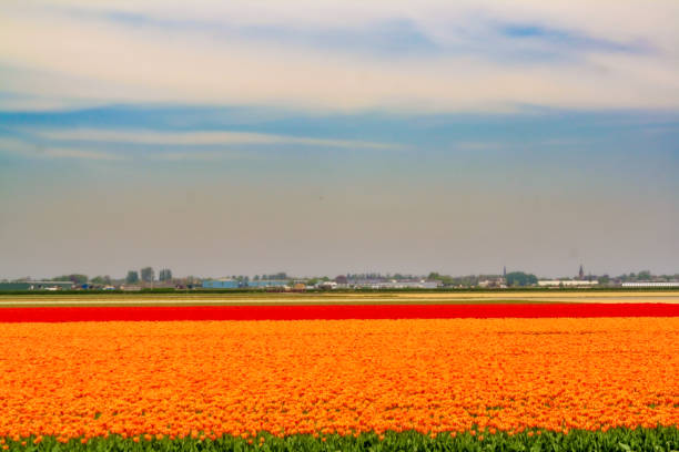 flower field in the Netherlands, near the Keukenhof