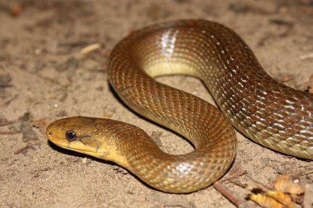 istock Aesculapian snake (Zamenis longissimus) in natural habitat 1359887884