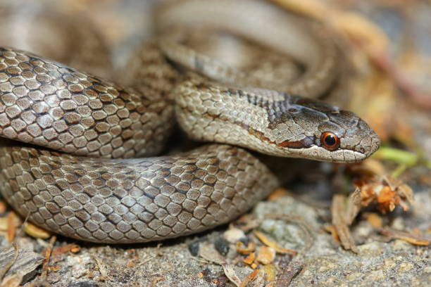istock The smooth snake (Coronella austriaca) in a natural habitat 1359887886