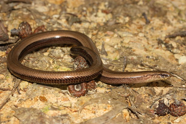 istock Slow worm (Anguis fragilis) in natural habitat 1359887891