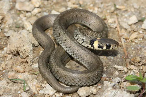 European grass snake (Natrix natrix) juvenil in natural habitat