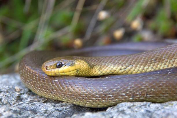 istock The Aesculapian snake (Zamenis longgisimus) in a natural habitat 1359887911