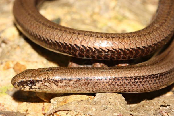 istock Slow worm (Anguis fragilis) in natural habitat 1359887915
