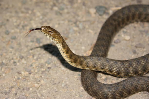 istock Dice snake (Natrix tessellata) in natural habitat 1359887960
