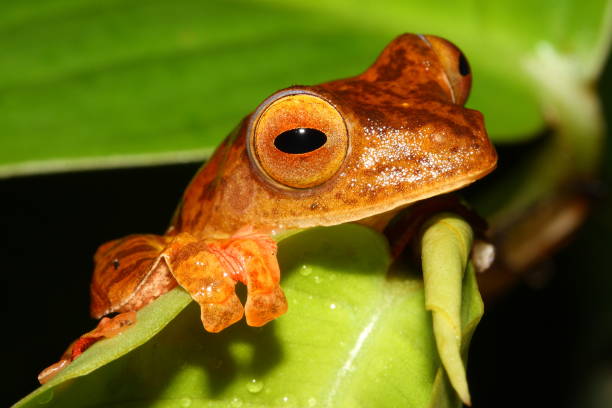 istock Harlequin tree frog (Rhacophorus pardalis) in natural habitat 1359887965