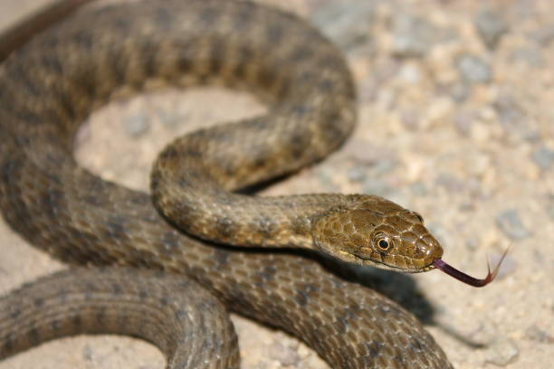 istock Dice snake (Natrix tessellata) in natural habitat 1359887980