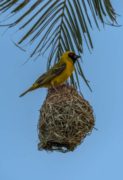 istock Masked weaver bird building a nest 1359889240