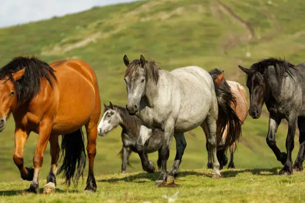 Photo of Horse and foals in the mountains, Central Balkan National Park in Bulgaria, Stara Planina. Beautiful horses in the nature on top of the hill. Herd of horses on the green meadow