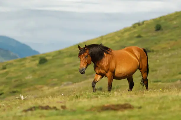 Photo of Horse and foals in the mountains, Central Balkan National Park in Bulgaria, Stara Planina. Beautiful horses in the nature on top of the hill. Herd of horses on the green meadow