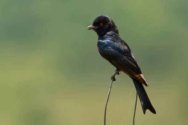 drongo dalla coda forcuta - dicrurus adsimilis anche drongo comune, drongo africano o savana drongo, famiglia dicruridae, uccello nero passeriforme di medie dimensioni, originario dei tropici, subtropicali dell'africa - drongo foto e immagini stock