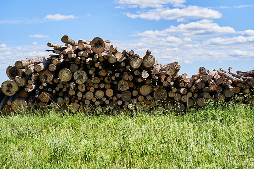 Sawn tree trunks lie in a large pile. Timber harvesting.