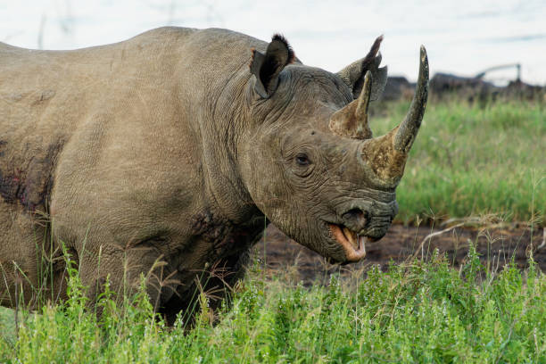 black rhinoceros or hook-lipped rhinoceros - diceros bicornis, native to eastern and southern africa, angola, botswana, kenya, malawi, mozambique, namibia, south africa, eswatini, tanzania, zambia - bicornis imagens e fotografias de stock