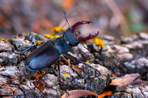 istock Beetle deer on  wood close-up macro 1359890323