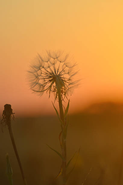 istock Dandelion close-up on a sunset background. 1359892627