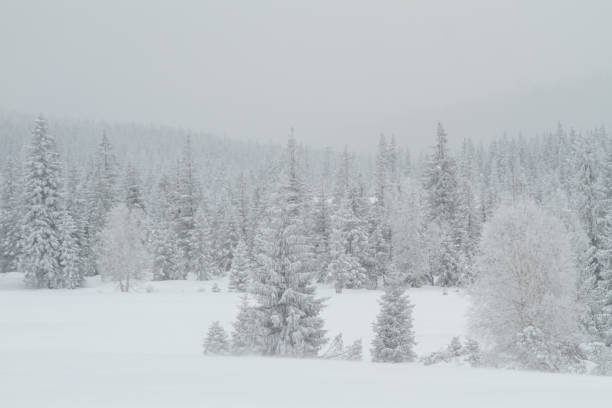 istock Winter landscape, forest covered with snow 1359892672