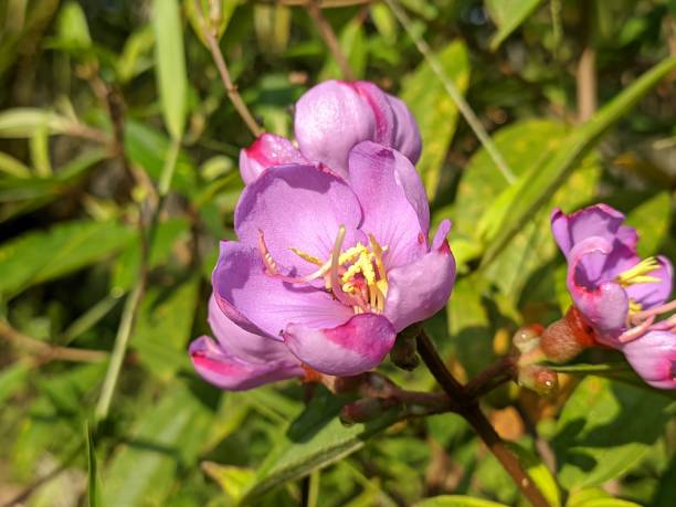 istock senggani flower (melastoma) in the morning 1359892821