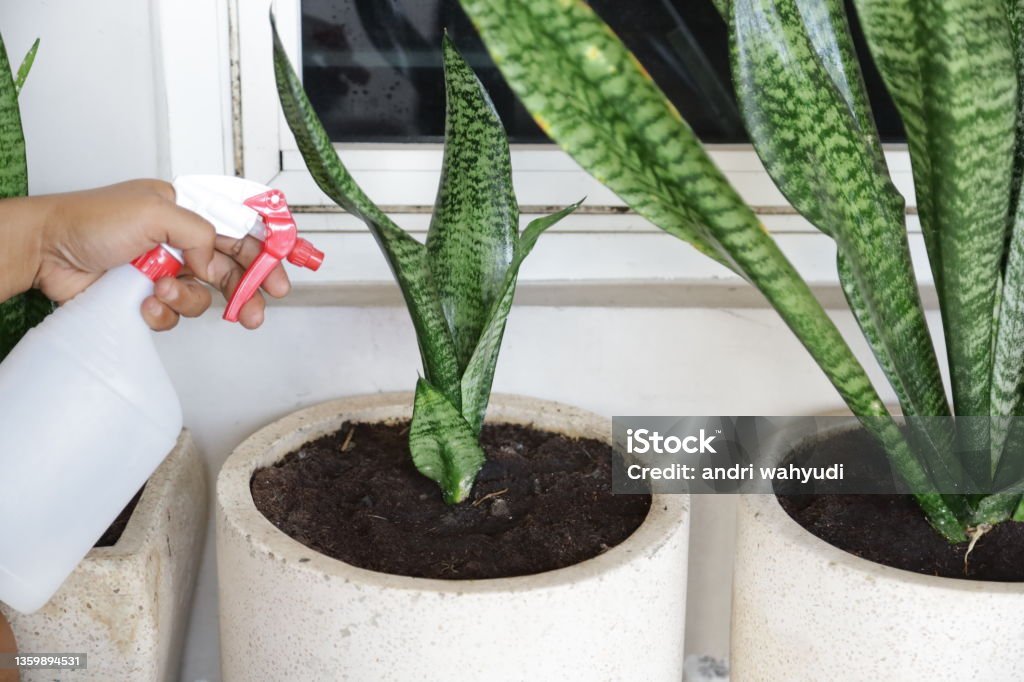 hand watering mother-in-law's tongue plant with water spray Plant Stock Photo