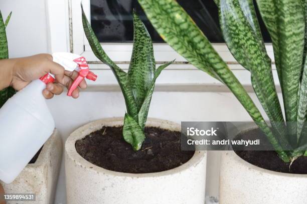 Hand Watering Motherinlaws Tongue Plant With Water Spray Stock Photo - Download Image Now