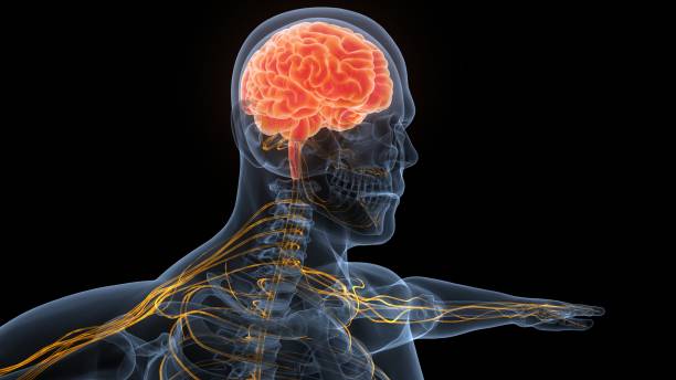 istock Central Organ of Human Nervous System Brain Anatomy 1359896052
