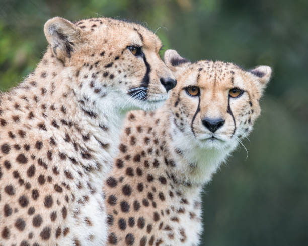 istock A pair of cheetahs 1359897487