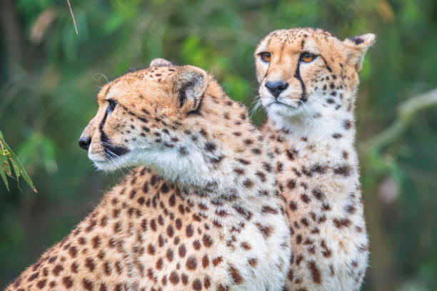 istock A pair of cheetahs 1359897518