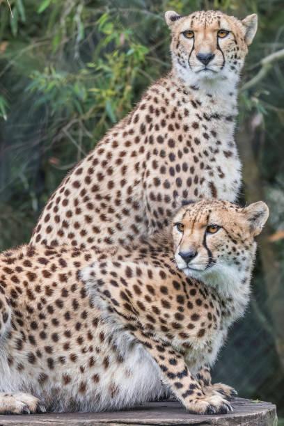 istock A pair of cheetahs 1359897528