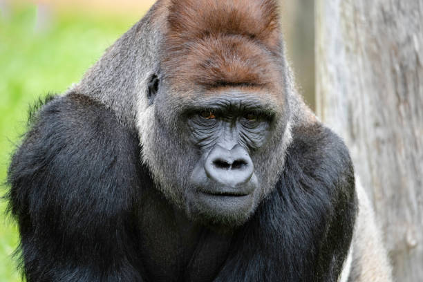 istock Male Silverback Western Low Land Gorilla 1359898183