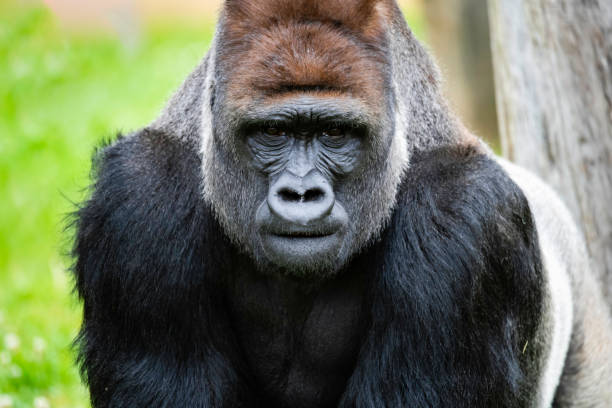 istock Male Silverback Western Low Land Gorilla 1359898191