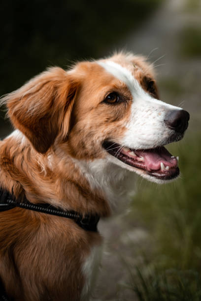 istock Happy dog in the countryside. 1359898382