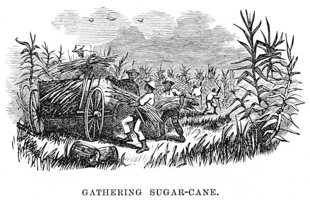 illustrations, cliparts, dessins animés et icônes de gravure de la canne à sucre 1867 - turbinado sugar illustrations