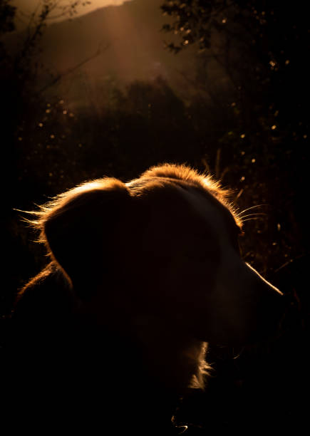 istock Dog illuminated by the evening light 1359898463
