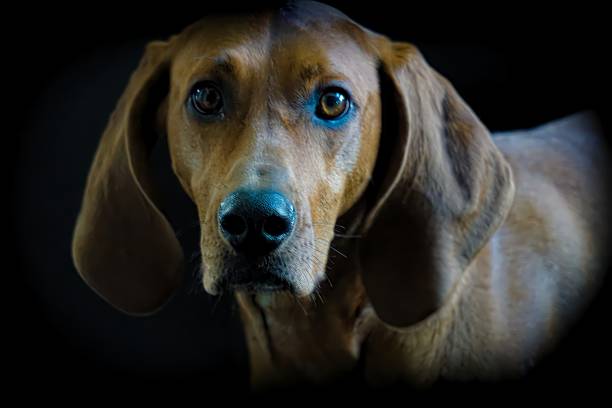 redbone coonhound studio shot - redbone coonhound foto e immagini stock