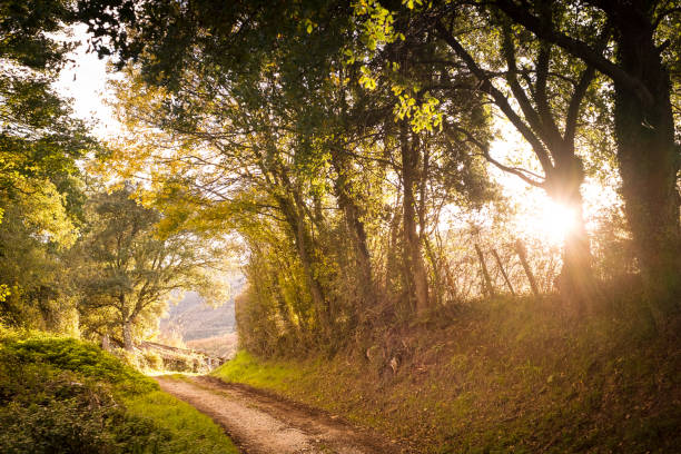 istock Road on a sunny autumn afternoon 1359899876