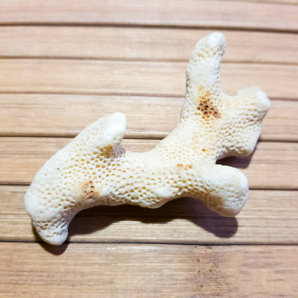 istock Coral on a wooden background. Clos ap 1359900660