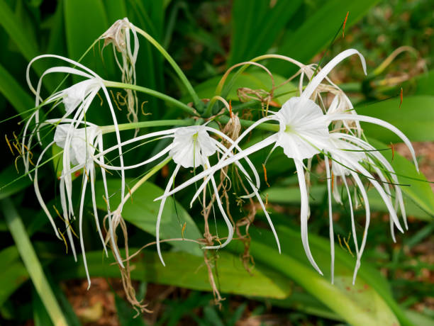 istock Hymenocallis littoralis or beach spider lily. 1359901070