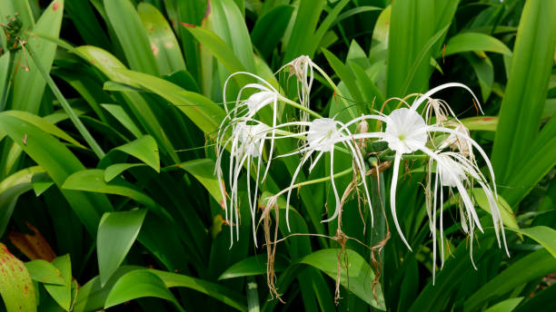 istock Hymenocallis littoralis or beach spider lily. 1359901639