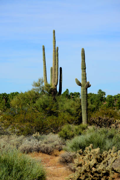 istock Saguaro Cactus Sonora desert Arizona 1359901647