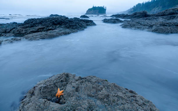 rozgwiazda na ruby beach podczas odpływu, olympic national park, stan waszyngton, usa - ochre sea star zdjęcia i obrazy z banku zdjęć