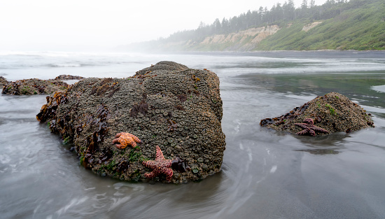 Starfish at Ruby Beach during Low Tide, Olympic National Park, Washington State, USA